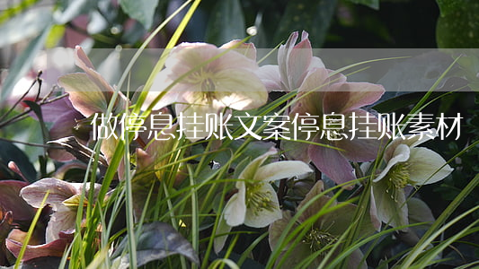 做停息挂账文案(停息挂账素材)