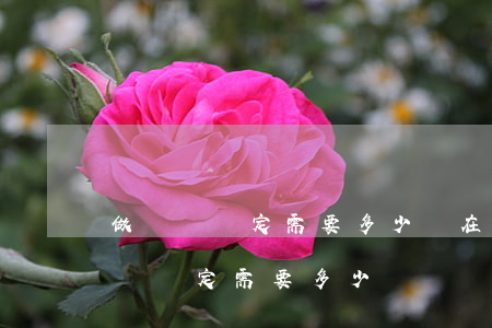 做傷殘鑒定需要多少錢(在醫(yī)院做傷殘鑒定需要多少錢)