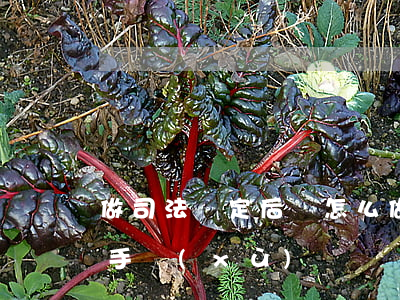 做司法鑒定后該怎么做(做司法鑒定需要哪些手續(xù))