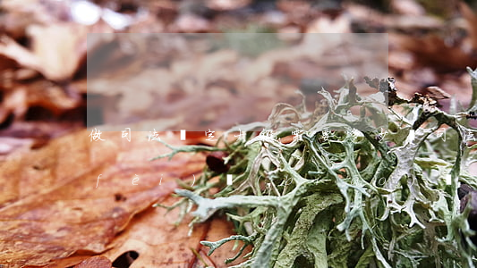 做司法鑒定大概需要多少錢(司法鑒定收費(fèi)標(biāo)準(zhǔn))