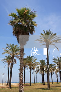 做夢(mèng)夢(mèng)見(jiàn)離婚