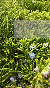 做律师需要什么条件