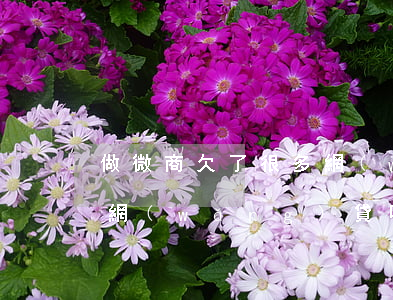 做微商欠了很多網(wǎng)貸(微商貸是網(wǎng)貸嗎)