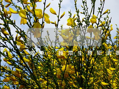 做承兌匯票生意犯法嗎