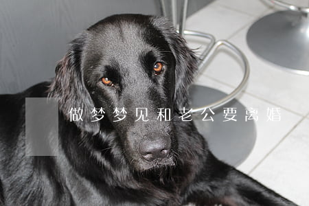 做梦梦见和老公要离婚