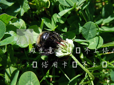 做生意矢敗還不上信用卡想自首-做生意失敗信用卡還不上屬于惡意透支嗎怎么辦