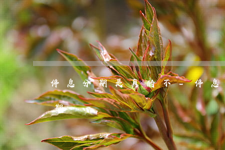 停息分期是真的不-停息分期是真的不能分期嗎