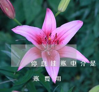 停息挂账中介是如何操作的(中介办理停息挂账费用)