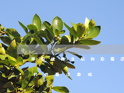 停息挂账之前利息要还吗(什么叫停息挂账每月也要还款吗)