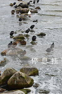 停息挂账代办违法吗(停息挂账办理流程)
