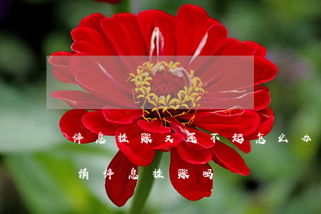 停息挂账又还不起怎么办(贷款还不上可以申请停息挂账吗)