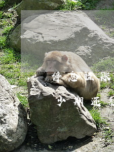 停息挂账可以分多少期-停息挂账可以分多少期还款
