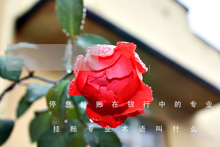 停息挂账在银行中的专业术语是什么-停息挂账专业术语叫什么