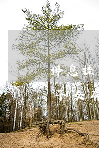 停息挂账对子女有影响吗知乎-停息挂账对子女有影响吗知乎