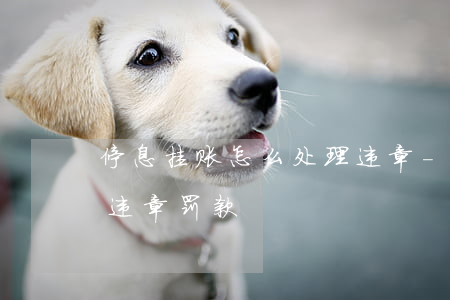 停息挂账怎么处理违章-停息挂账怎么处理违章罚款