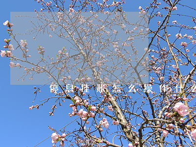 停息挂账怎么操作(什么叫挂账停息)