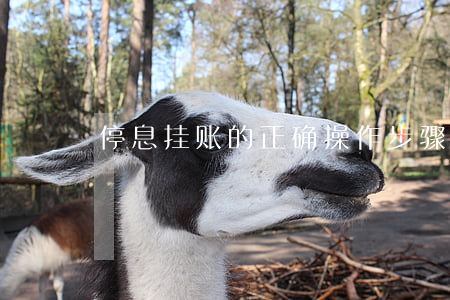 停息挂账的正确操作步骤(什么叫挂账停息)