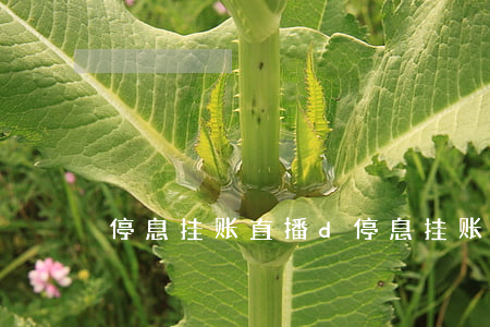 停息挂账直播d(停息挂账直播d)