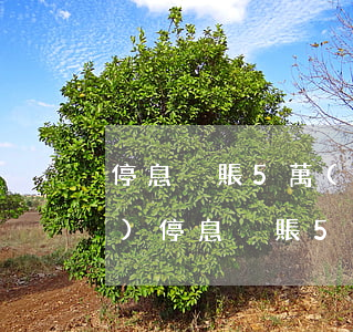 停息掛賬5萬(wàn)怎么收費(fèi)（停息掛賬5萬(wàn)怎么收費(fèi)）