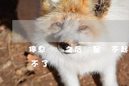 停息掛賬之后還是還不起(停息掛賬后還是還不了錢)