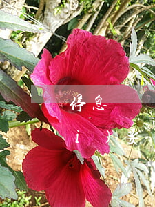 停息掛賬以前的分期手續(xù)費(fèi)要給嗎-停息掛賬以前的分期手續(xù)費(fèi)要給嗎
