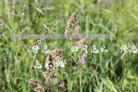 停息掛賬公司怎么樣(停息掛賬業(yè)務怎么做)