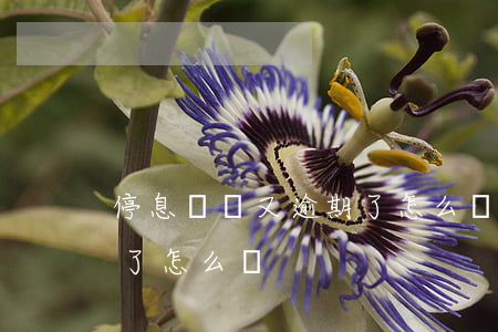 停息掛賬又逾期了怎么辦-停息掛賬又逾期了怎么辦