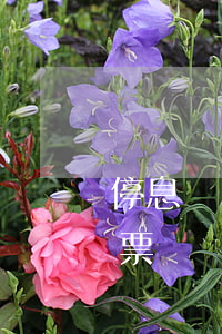 停息掛賬可以嗎（停息掛賬可以買機(jī)票）