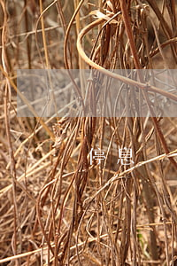 停息掛賬可以談減免嗎(停息掛賬可以談減免嗎)