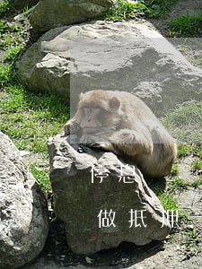 停息掛賬后可以做抵押貸嗎(停息掛賬后可以做抵押貸嗎知乎)