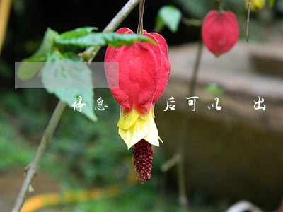 停息掛賬后可以辦出國不(停息掛賬容易申請嗎)