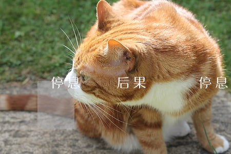 停息掛賬后果對親屬（停息掛賬影響夫妻嗎）