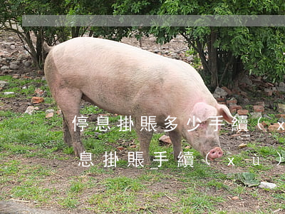 停息掛賬多少手續(xù)費(fèi)(停息掛賬手續(xù)費(fèi)高不高)