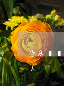 停息掛賬大白話(停息掛賬完整話術(shù))