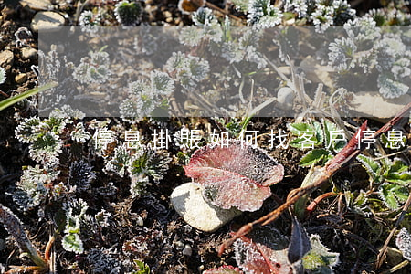 停息掛賬如何找客戶(停息掛賬找誰申請)
