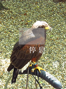 停息掛賬如何精準(zhǔn)獲客-停息掛賬操作流程