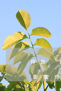 停息掛賬對(duì)個(gè)人有什么影響（停息掛賬個(gè)人怎么做）