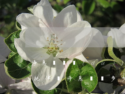 停息掛賬對(duì)自己有什么影響-委托律師停息掛賬多少錢