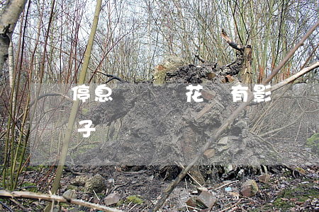 停息掛賬對花唄有影響嗎(停息掛賬會跟一輩子嗎)