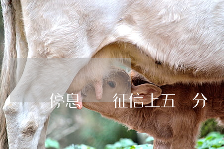 停息掛賬征信上五級分類
