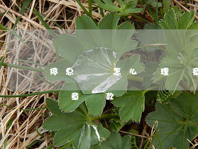 停息掛賬怎么處理違章-停息掛賬怎么處理違章罰款