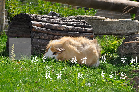 停息掛賬提前還款會有利息產生嗎-停息掛賬提前還款會有利息產生嗎?
