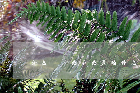 停息掛賬是不是真的(停息掛賬新政策)