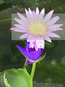 停息掛賬是假的(停息掛賬的利與弊)