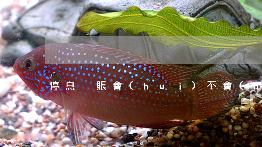 停息掛賬會(huì)不會(huì)拉黑