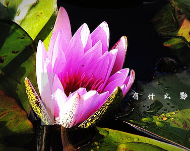 停息掛賬會有什么影響-停息掛賬會有什么影響嗎