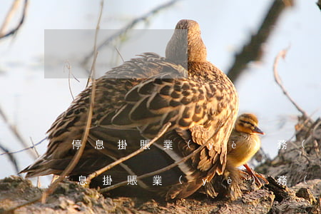 停息掛賬業(yè)務(wù)好做嗎（做停息掛賬業(yè)務(wù)怎么做）