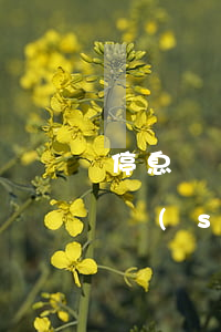 停息掛賬 百度網(wǎng)盤（停息掛賬技術(shù)百度云）
