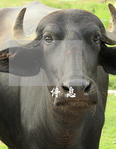 停息掛賬的信用卡刷了有什么影響