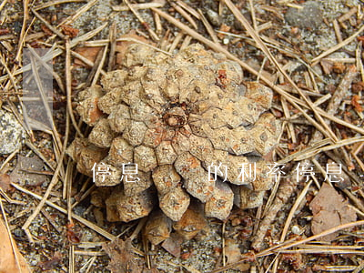 停息掛賬的利率(停息掛賬利息高嗎)
